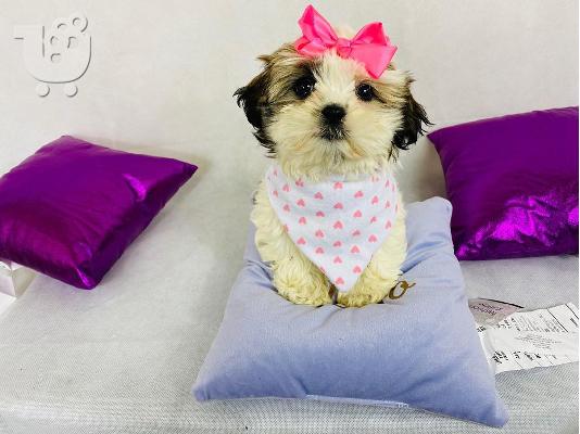 PoulaTo: shih tzu κουτάβια